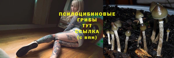 шишки Верея